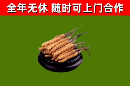 大通区回收冬虫夏草